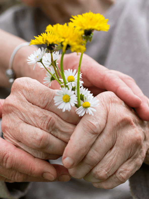 Hände einer älteren Person und ihrer Betreuerin, die Gänseblümchen und Löwenzahn halten
